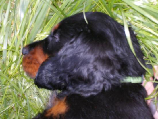 au dodo